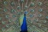 HONOUR.....Image of the Month.....Sharryl Whiting